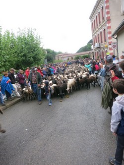 les moutons